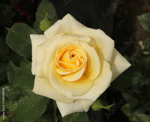 Outside closeup of single pale yellow garden rose with water drops in Montana photo