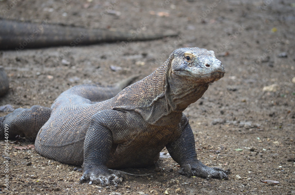 Komodo dragon indonesia bali lizard dinosaur scales