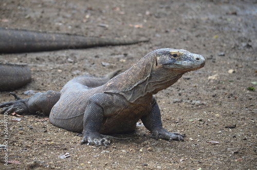 Komodo dragon indonesia bali lizard dinosaur scales