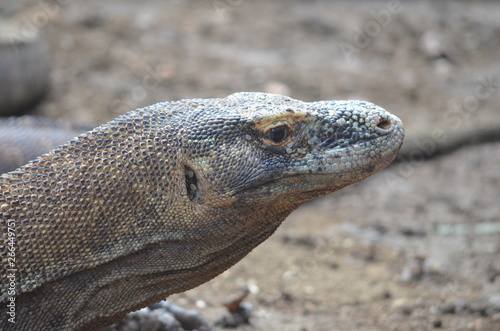 Komodo dragon indonesia bali lizard dinosaur scales