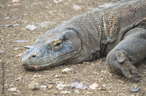 Komodo dragon indonesia bali lizard dinosaur scales