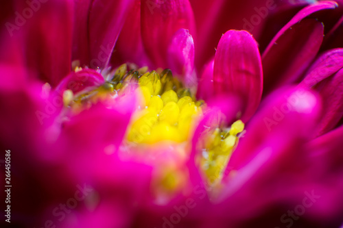 Close up of water droplet at red flower petals with isolated background
