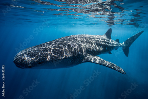 Whale Shark  photo