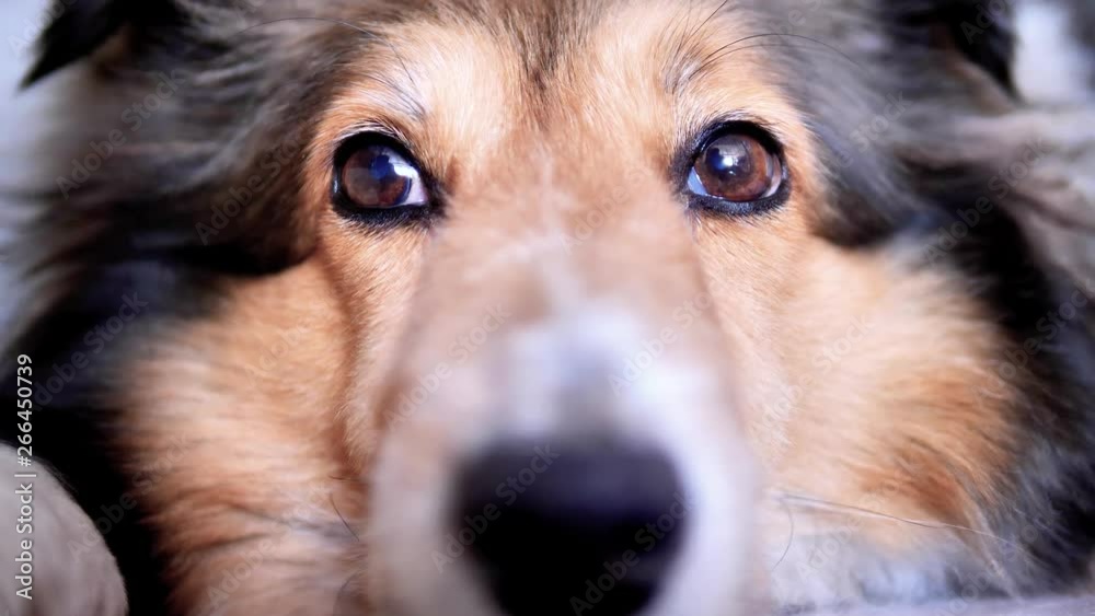 close up portrait of a cute Shetland sheepdog lying on ground and looking with shining eyes.