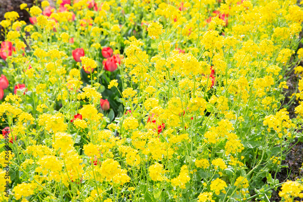 黄色と赤の花壇