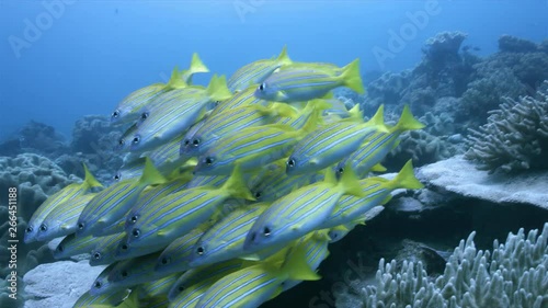 Bluestripe and Bigeye Snapper on a coral reef. Central Raja Ampat dive site Mioskon 4k footage