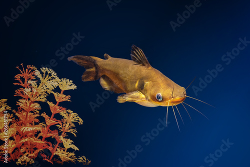 Gold catfish in aquarium with blue background