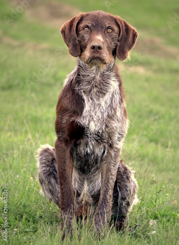 a German Shorthaired Pointer sitting down