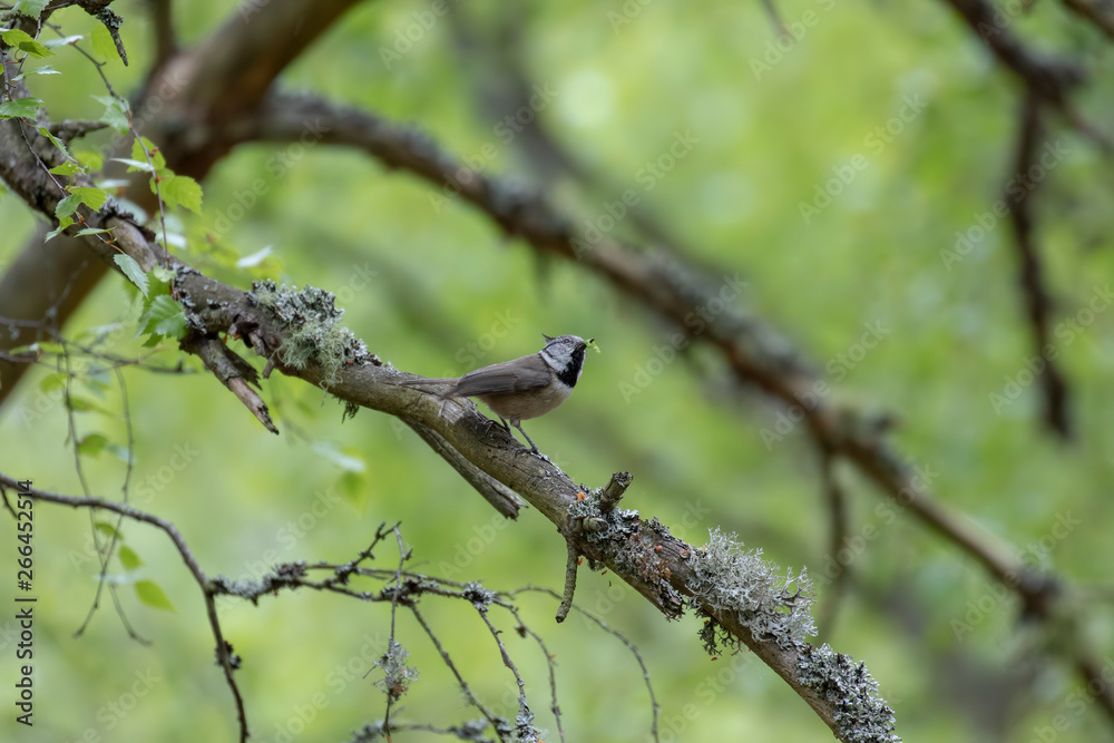 Crested Tit, Lophophanes cristatus, passerine song bird, perched on birch branch with birch fruiting catkin in beak during spring/May in Scotland. Crested Tit, Lophophanes cristatus, passerine song bird, perched on birch branch with birch fruiting catkin in beak during spring/May in Scotland.