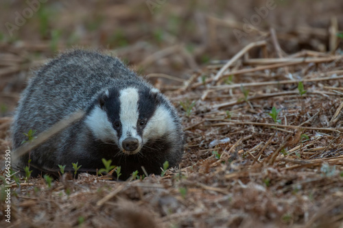 Badger, meles meles, above ground walking and searching amongst forest floor foliage during an evening in spring/may in Scotland.