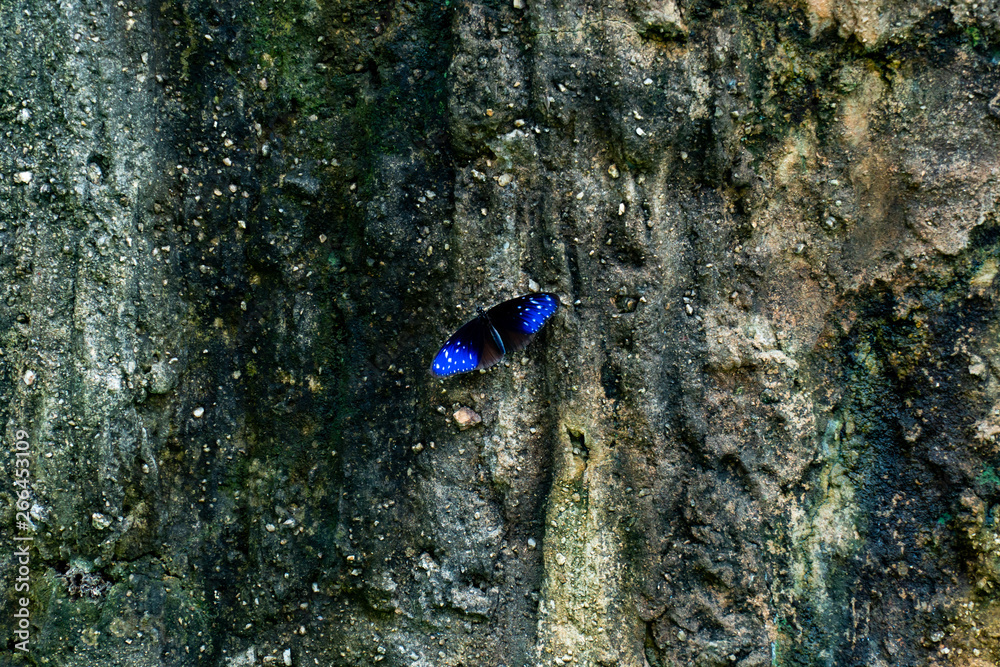 Beautiful blue butterflies set on rocks with lichen