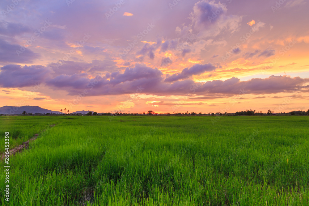 Beautiful landscape view of Rice paddies during beautiful sunset at Kota Belud, Sabah