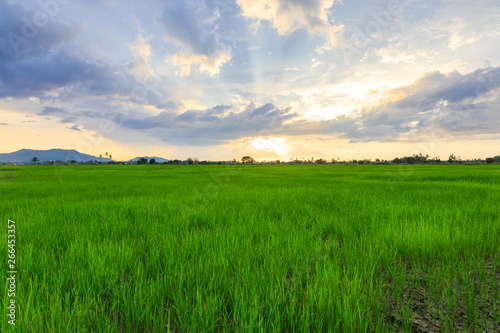 Beautiful landscape view of Rice paddies during beautiful sunset at Kota Belud, Sabah © alenthien
