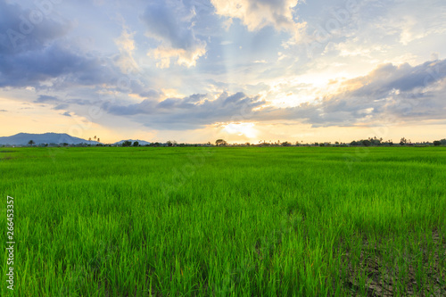 Beautiful landscape view of Rice paddies during beautiful sunset at Kota Belud, Sabah