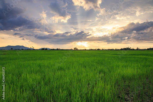 Beautiful landscape view of Rice paddies during beautiful sunset at Kota Belud  Sabah
