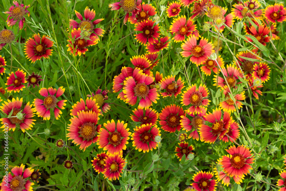 Cluster of red and yellow Indian Blanket flowers Cluster of red and yellow Indian Blanket flowers