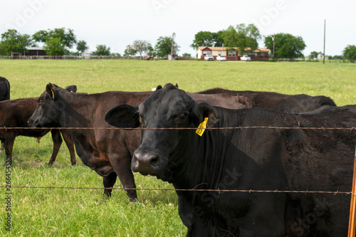 Black cow looking through barbed wire fence
