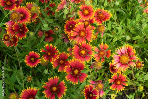 Cluster of red and yellow Indian Blanket flowers