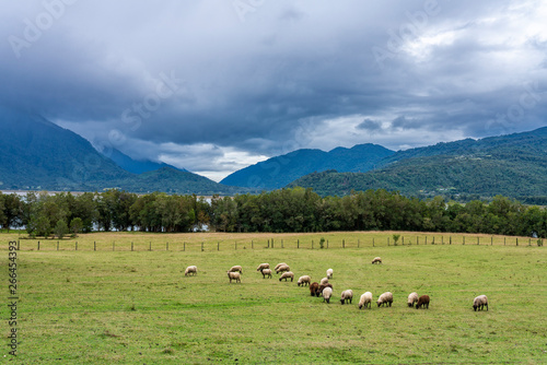 An amazing scenery of Chilean Patagonia countryside, sheep cattle grazing pasture at the Patagonian rural land agricultural meadows with green grass and inside the forest trees on a cloudy day 