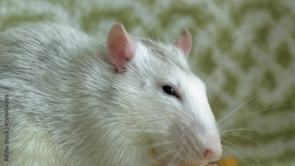 gray rat eating on the couch food, pets gray rat eating on the couch food, pets