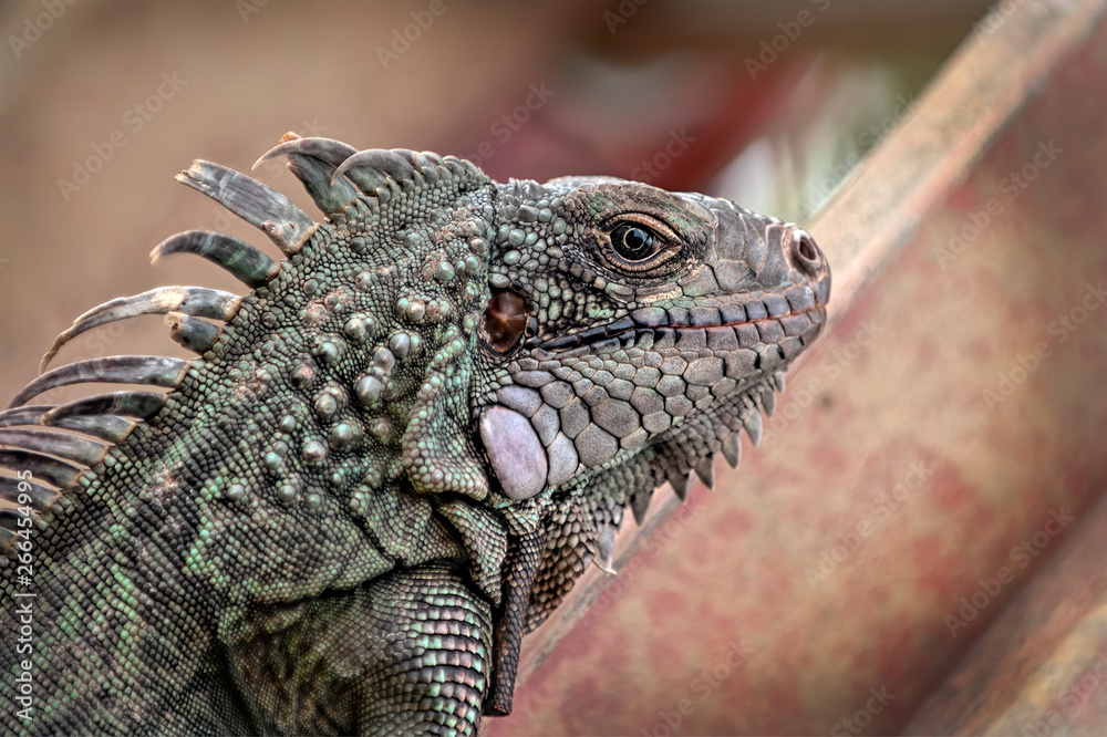 Fototapeta premium Iguana At Work Climbing Up The Ladder in the Garden