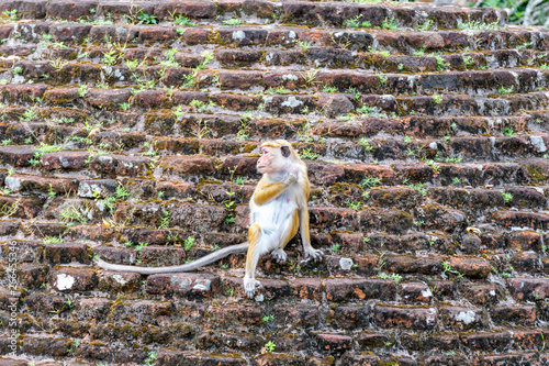 Monkey sitting on a Ruined Stupa in Mihintale Sri Lanka photo