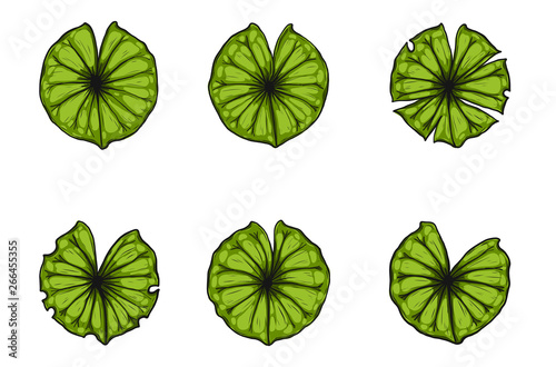 Set of lotus leaf vector by hand drawing.Beautiful leaf on white background.water lily leaves graphics design art highly detailed in line art style.Green leaf for pattern or wallpaper.
