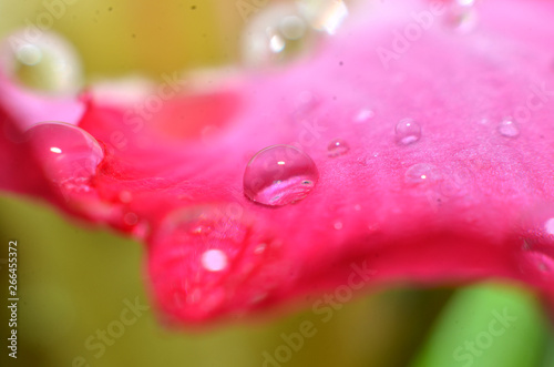 The rest of the raindrops that stick and hang on the flowers and leaves