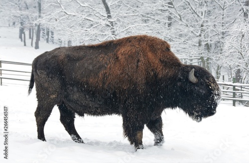 A bison at the zoo