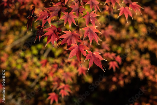 Japanese marple momiji red leaves in autumn