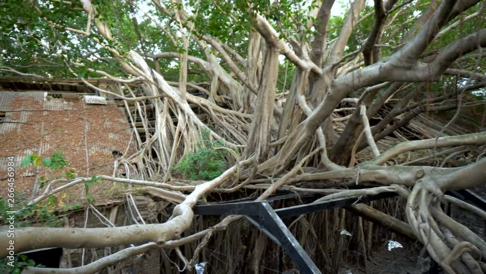 Tree Growing Out of Roof Of Old Abandoned House Tree Growing Out of Roof Of Old Abandoned House