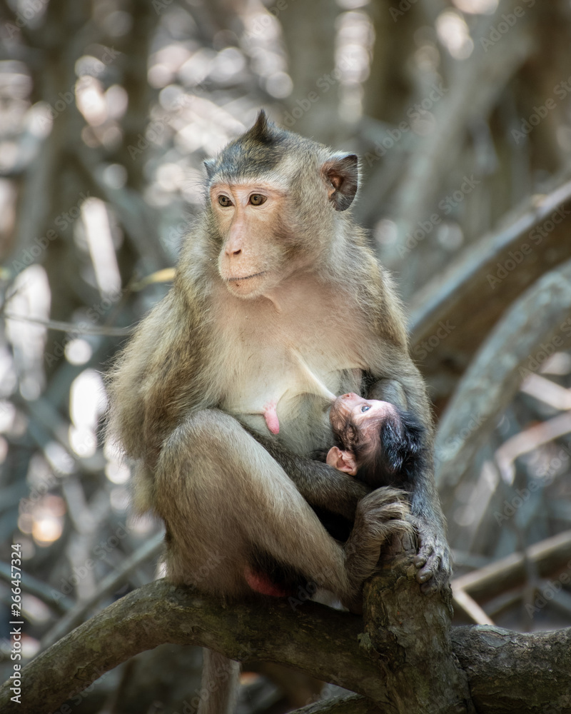 Funny monkeys from Monkey Island, Ho Chi Minh City, Vietnam Funny monkeys from Monkey Island, Ho Chi Minh City, Vietnam