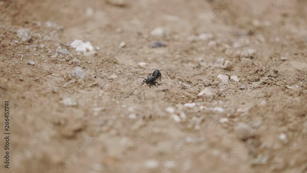 Two little bugs moving forward on each other's back. Two little bugs moving forward on each other's back.