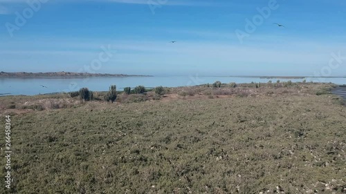 Fregatebird flies in front dron on Mexican Island photo