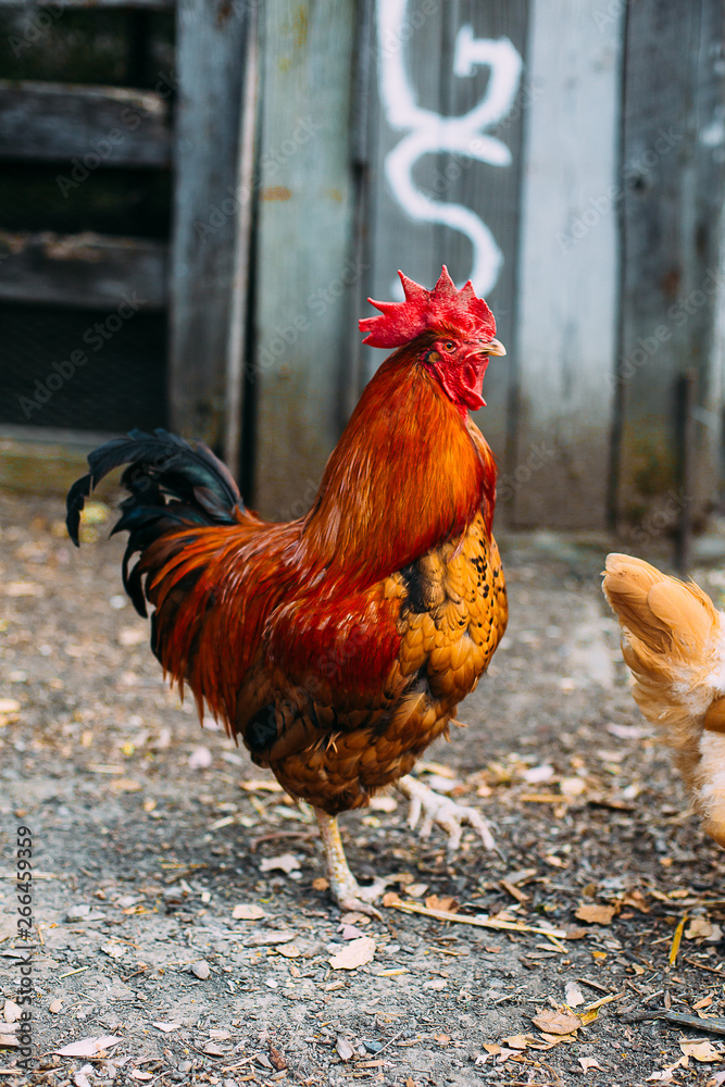 Fototapeta premium rooster 
