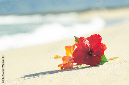 砂浜とハイビスカス