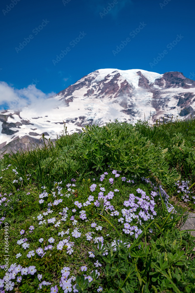 Fototapeta premium Beautiful wildflowers and Mount Rainier, Washington state
