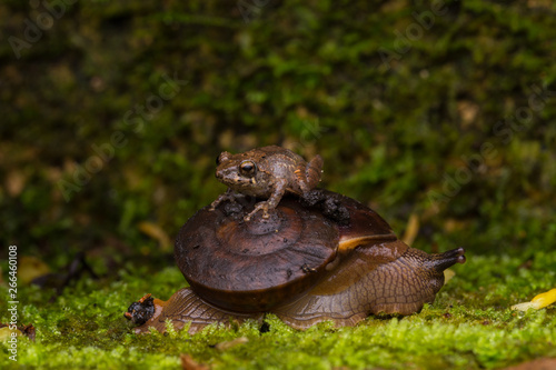 Nature view of Frog on the snail in deep rainforest jungle Sabah, Borneo © alenthien