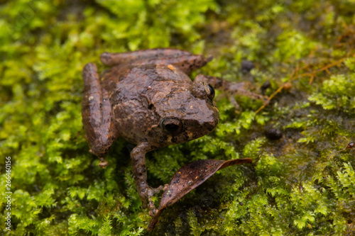 Macro image frog in Sabah, Borneo - Philautus Amoenus (Kamboranga Bush frog)
