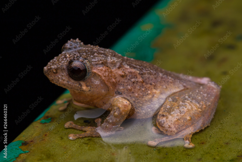 Fototapeta premium Macro image frog in Sabah, Borneo - Philautus Amoenus (Kamboranga Bush frog)