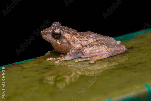 Cute Masked tree frog on green leaves with isolated on black - Rhacophorus angulirostris