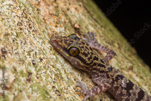 Macro Image of Kinabalu Angle-toed Gecko  Cyrtodactylus baluensis    Kundasang  Borneo Island