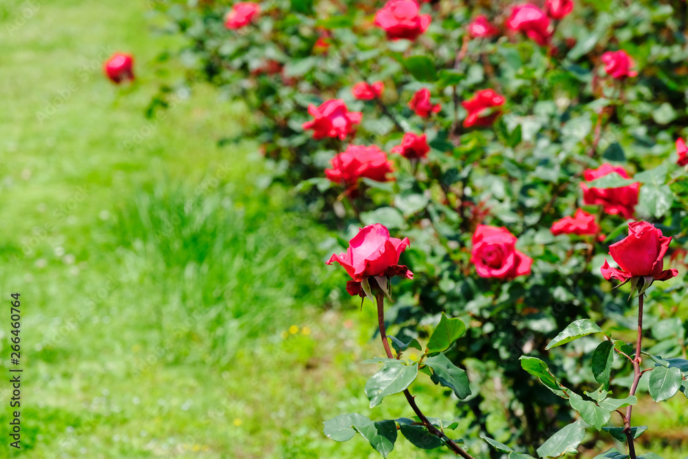 rose garden rose garden