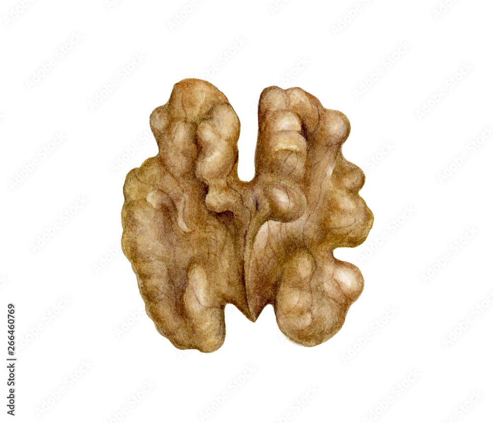 Walnut nut watercolor isolated on white background Walnut nut watercolor isolated on white background