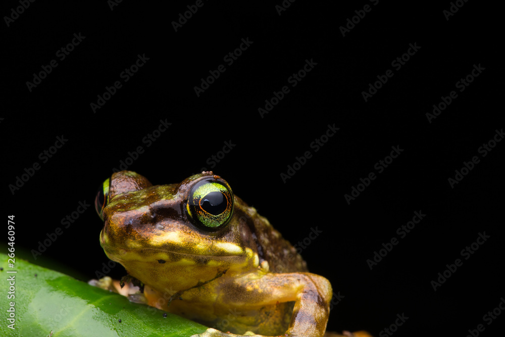 Fototapeta premium Frog on green leaves isolated on black, Torrent Frog of Borneo Island