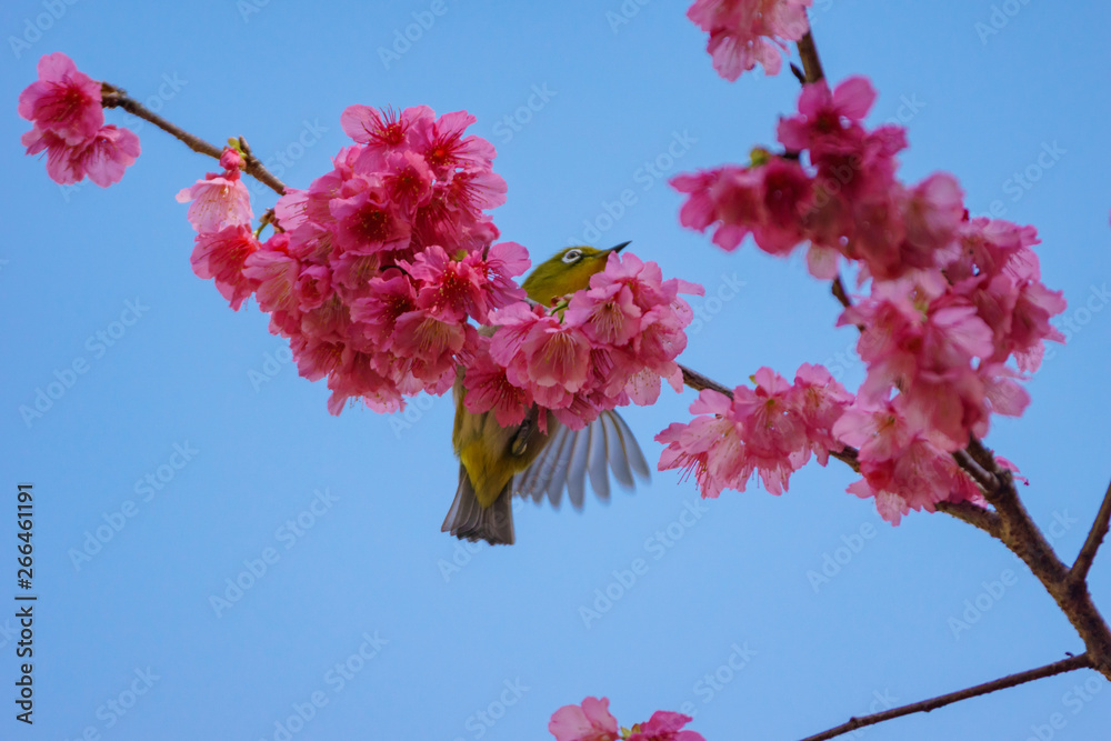 桜にとまるメジロ　小笠原