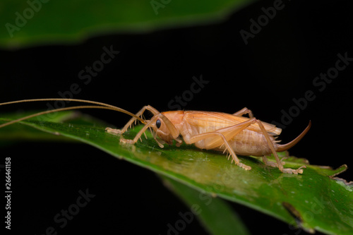 Nature jungle image of Katydid  on green leaves at Borneo Island © alenthien