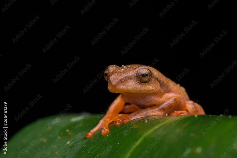 Obraz premium Cute Masked tree frog on green leaves with isolated on black - Rhacophorus angulirostris
