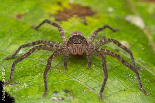 Spider of Borneo / Wandering Spider © alenthien