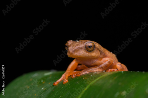 Cute Masked tree frog on green leaves with isolated on black - Rhacophorus angulirostris photo